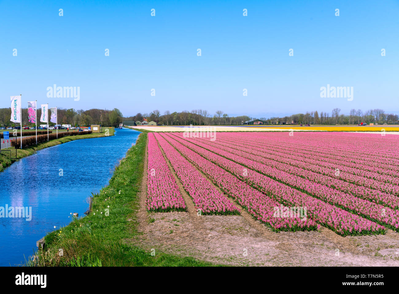 Blumenwiesen von bunten Hyazinthen entlang des Kanals im nördlichen Teil Hollands, in der Stockfoto
