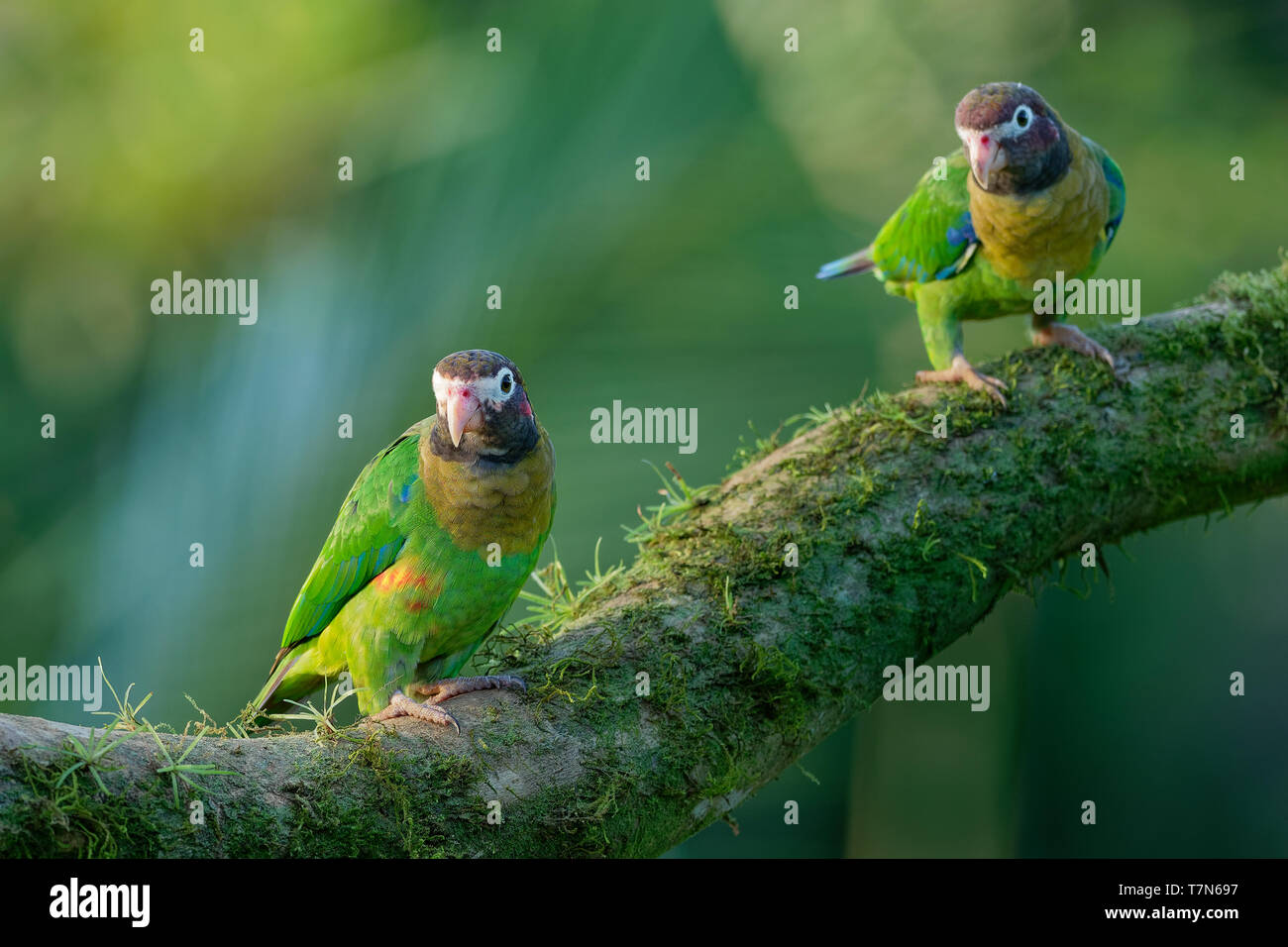 Braun - hooded Papagei-Pyrilia haematotis kleiner Papagei, ist ein Bewohner Zucht Arten aus Südosten Mexikos zu Nord-westlichen Kolumbien. Stockfoto