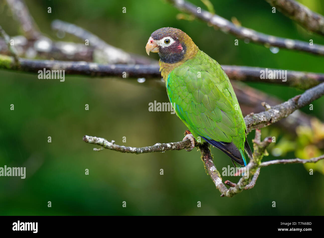 Braun - hooded Papagei-Pyrilia haematotis kleiner Papagei, ist ein Bewohner Zucht Arten aus Südosten Mexikos zu Nord-westlichen Kolumbien. Stockfoto