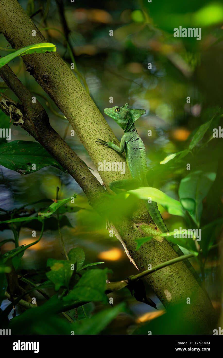 Grüne Basiliscus plumifrons Basilisk - auch als das grüne Basilisk, die Doppelte crested Basilisk, oder Jesus Lizard, Arten der Eidechse in t Stockfoto