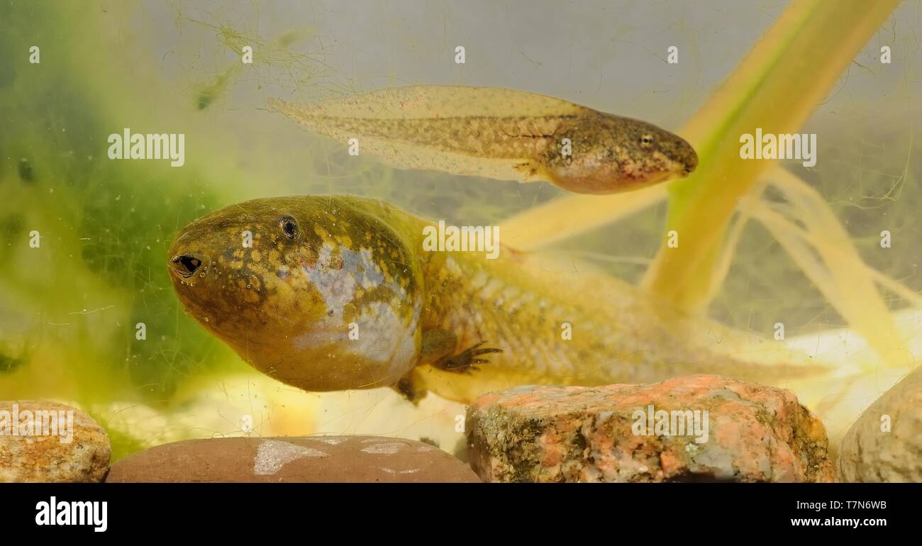 Frosch Common Spadefoot - Pelobates fuscus Kaulquappe unter Wasser Stockfoto