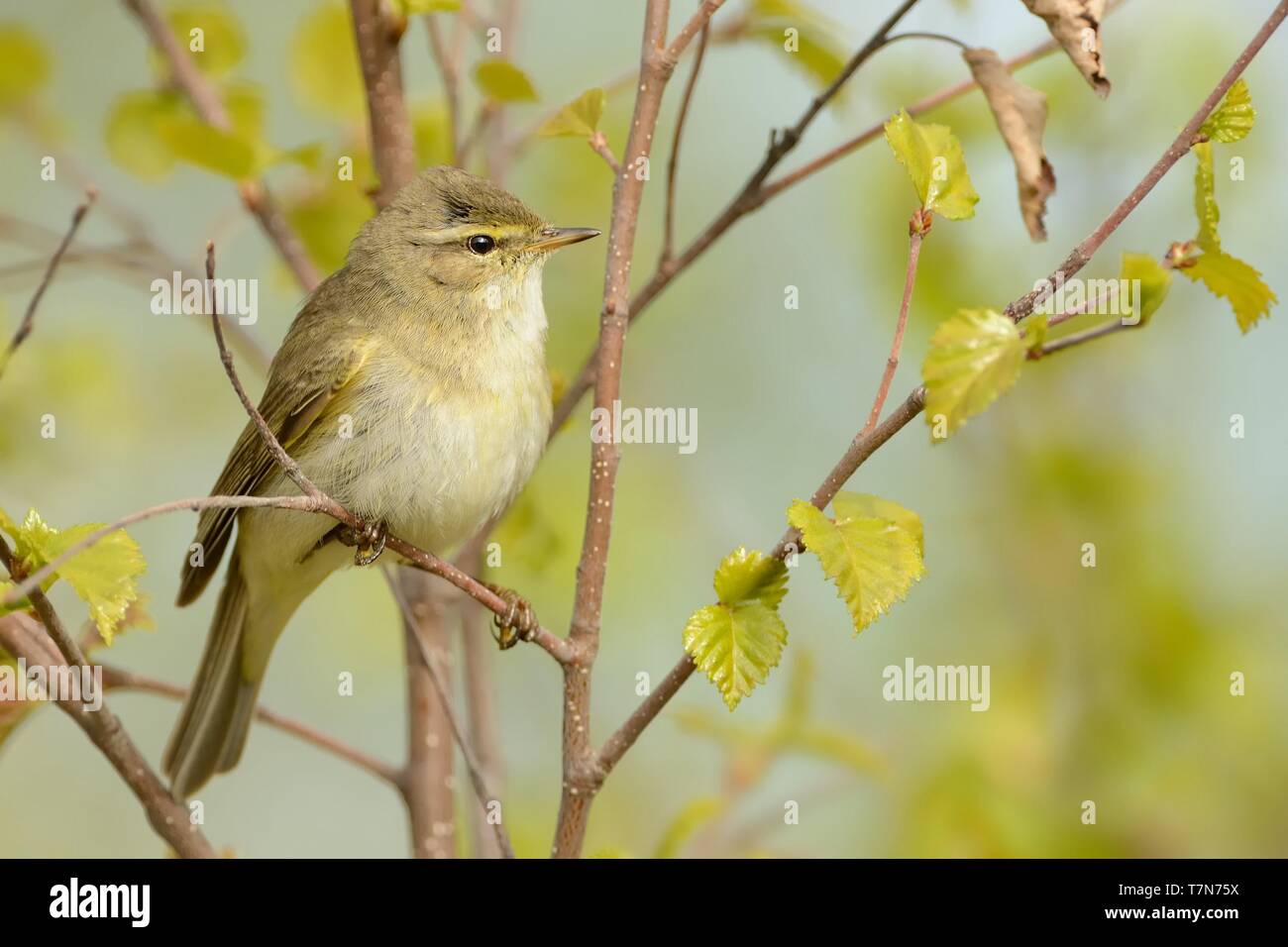 Fitis (Phylloscopus trochilus) sitzen auf der Weide. Wenig songbird im Gestrüpp. Leichte Feder. Stockfoto