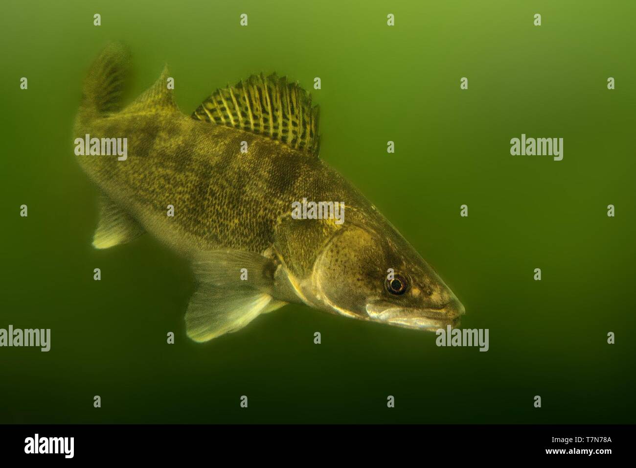 Zander (Sander lucioperca) unter Wasser. Fleisch fressende Fische mit markierten Flossen. unter Wasser erfasst. Grüner Hintergrund - unten dunkler als auf. Stockfoto