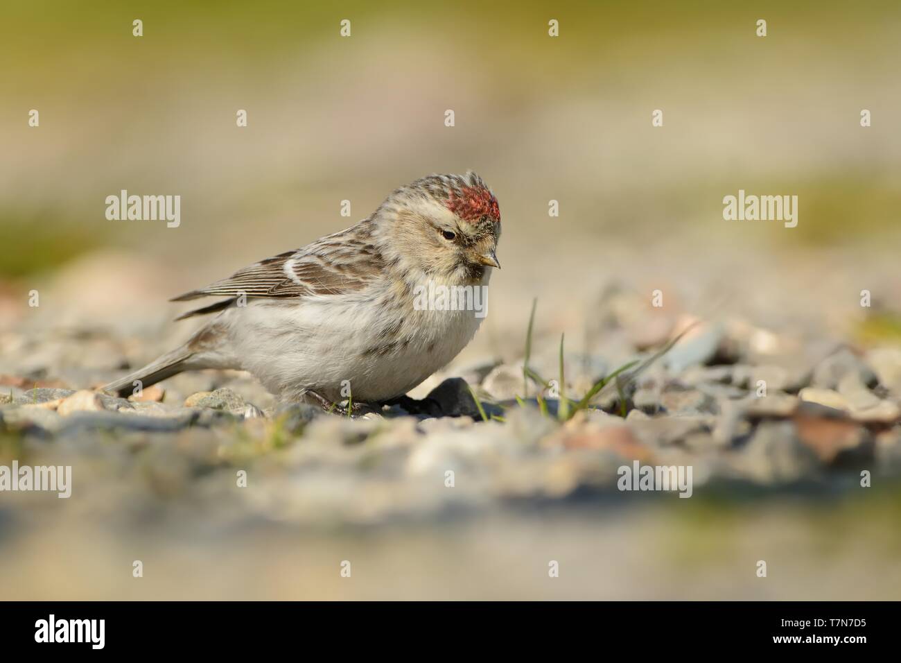 Arktis - Redpoll Acanthis hornemanni in Nordamerika bekannt als graue redpoll, ist ein Vogelarten in der Finch Familie Fringillidae. Er brütet in tun Stockfoto