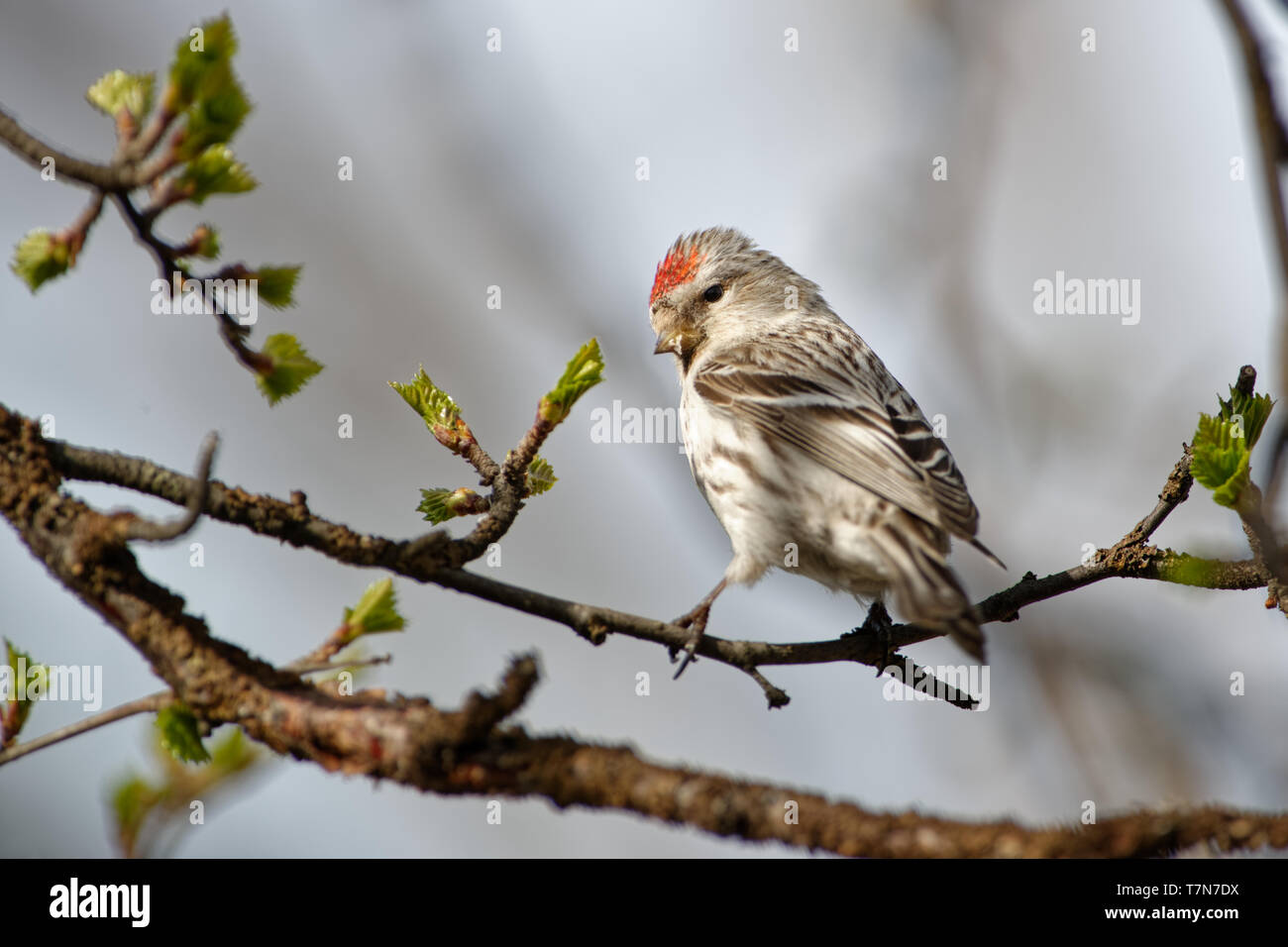Arktis - Redpoll Acanthis hornemanni in Nordamerika bekannt als graue redpoll, ist ein Vogelarten in der Finch Familie Fringillidae. Er brütet in tun Stockfoto