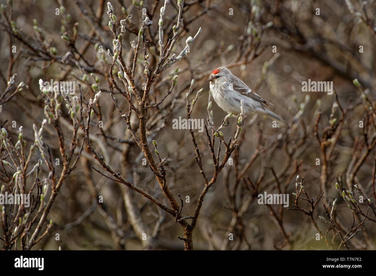 Arktis - Redpoll Acanthis hornemanni in Nordamerika bekannt als graue redpoll, ist ein Vogelarten in der Finch Familie Fringillidae. Er brütet in tun Stockfoto