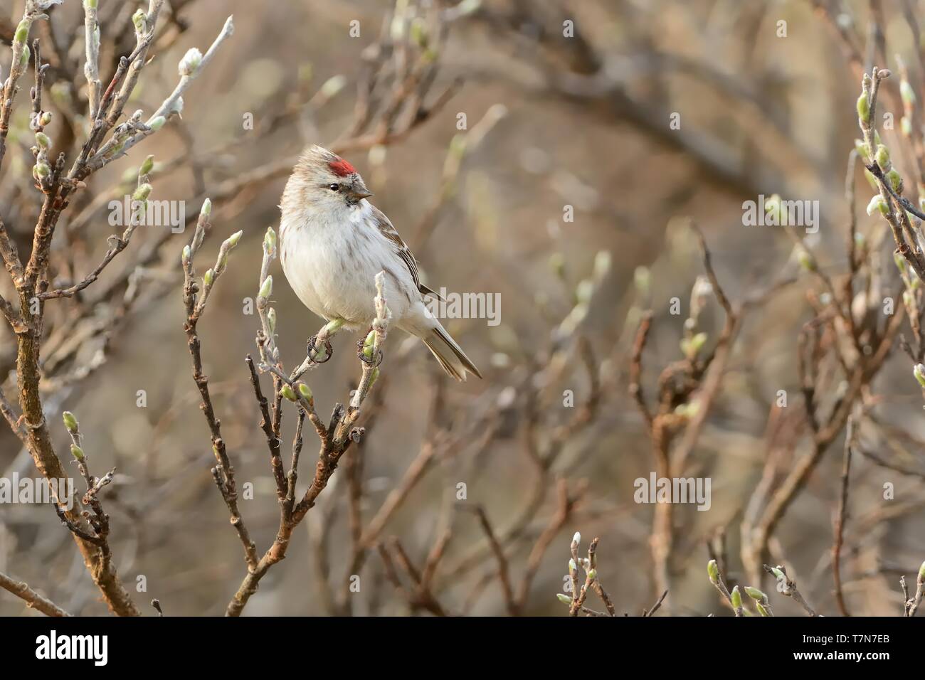 Arktis - Redpoll Acanthis hornemanni in Nordamerika bekannt als graue redpoll, ist ein Vogelarten in der Finch Familie Fringillidae. Er brütet in tun Stockfoto