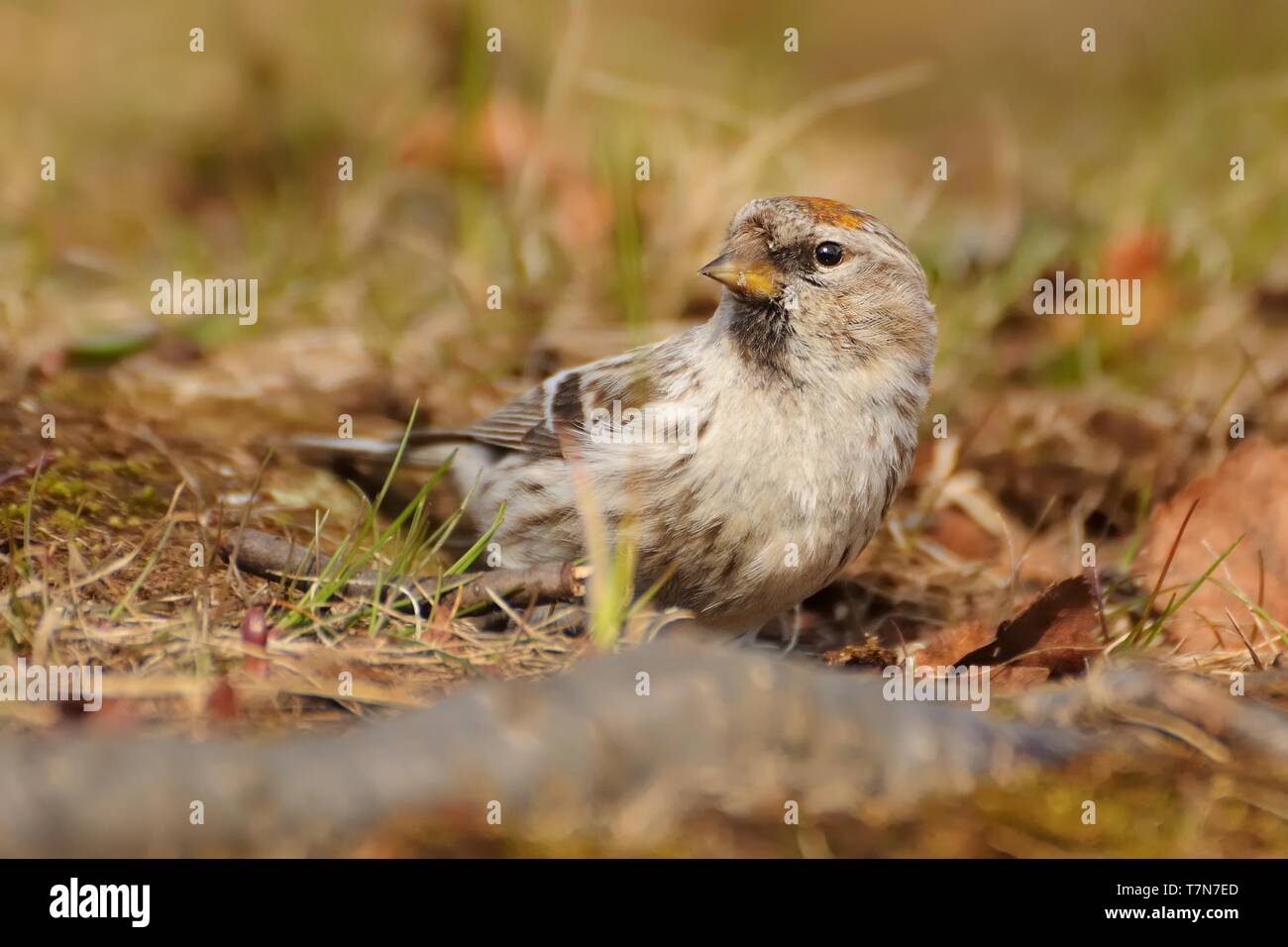 Arktis - Redpoll Acanthis hornemanni in Nordamerika bekannt als graue redpoll, ist ein Vogelarten in der Finch Familie Fringillidae. Er brütet in tun Stockfoto