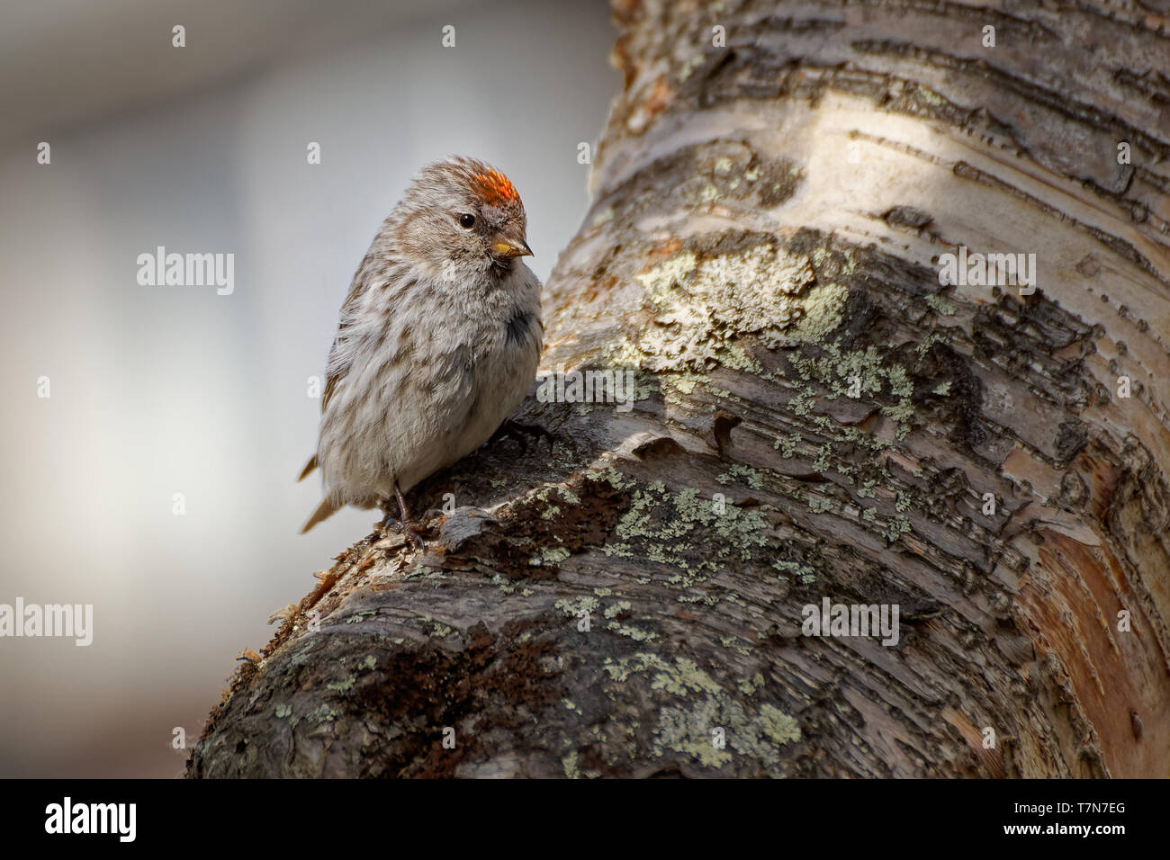 Arktis - Redpoll Acanthis hornemanni in Nordamerika bekannt als graue redpoll, ist ein Vogelarten in der Finch Familie Fringillidae. Er brütet in tun Stockfoto