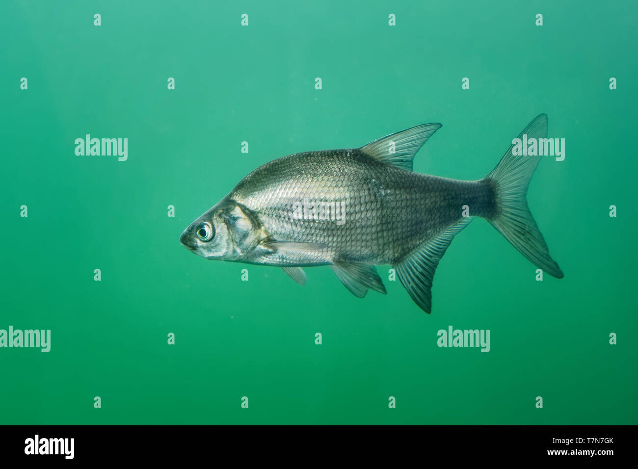 Aral Bream Abramis brama - Die gemeinsame Brassen, Süßwasser Brachsen, Brassen, Bronze BRASSEN oder Karpfen Brassen ist eine europäische Arten von Süßwasserfischen in der Famil Stockfoto