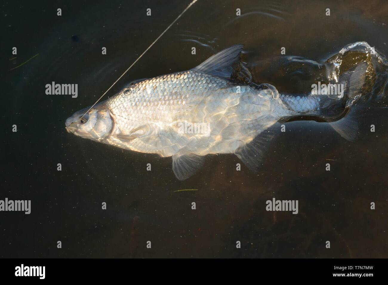 Gemeinsame gefangen Brassen (abramis Brama) in Wasser. Stockfoto