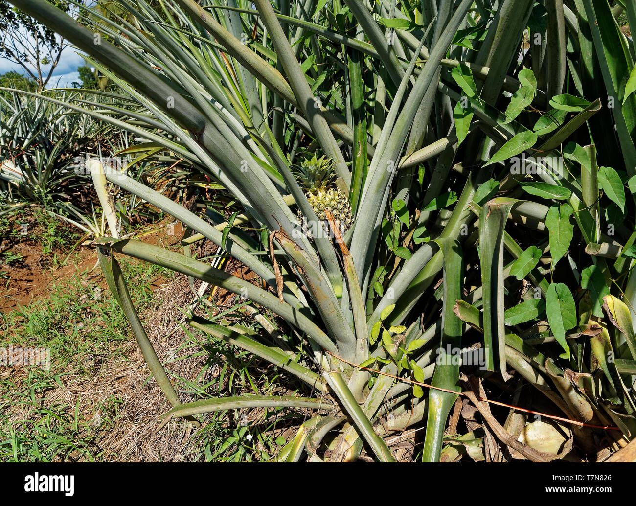 Ananas Plantagen in Costa Rica, Obst Landwirtschaft in Mittelamerika. Ist eine tropische Pflanze mit Essbarem mehrere Obst aus Alt-friedrichsfelde Stockfoto