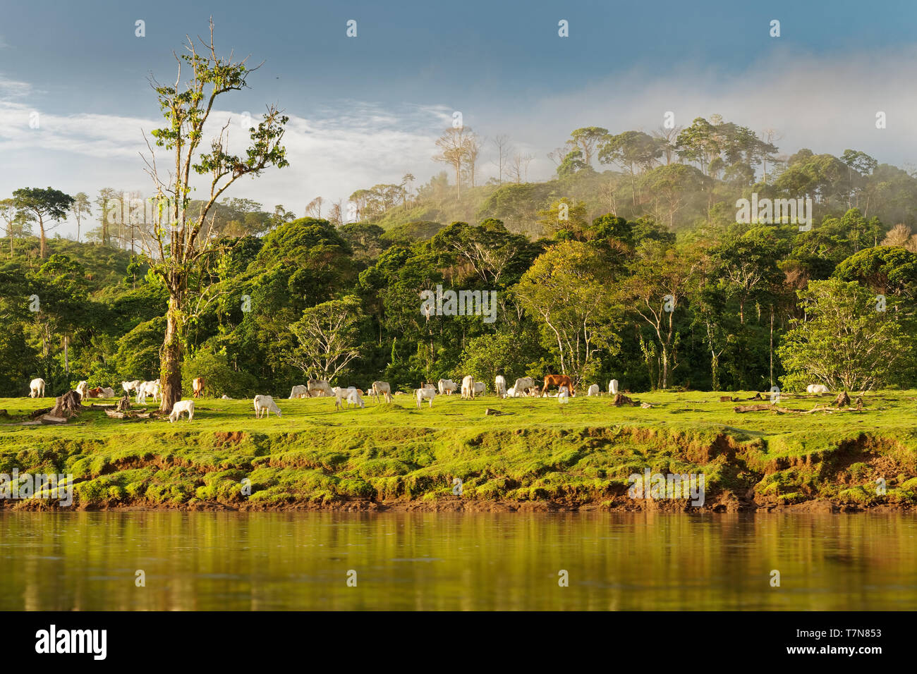 Costa Rica Landschaft von Boca Tapada, Rio San Carlos. Riverside mit Wiesen und Kühen, tropischen bewölkt Wald im Hintergrund. Stockfoto