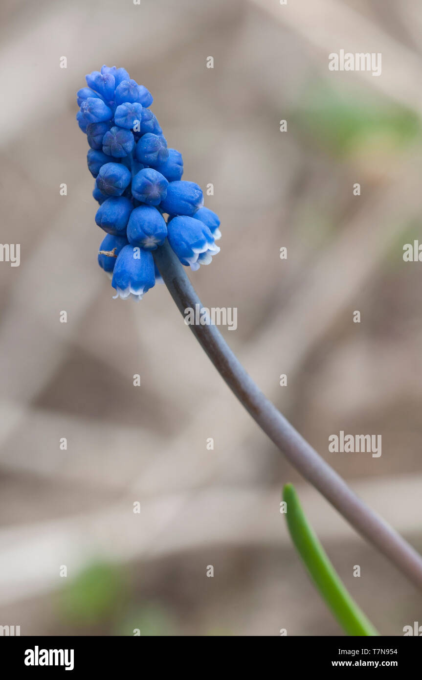 Muscari Blumen im Frühling Garten, in der Nähe Stockfoto