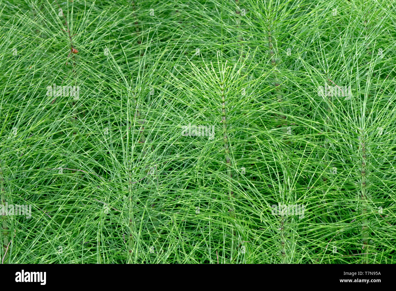 Northern Riese Ackerschachtelhalm (Equisetum telmateia), einige Stiele. Österreich Stockfoto