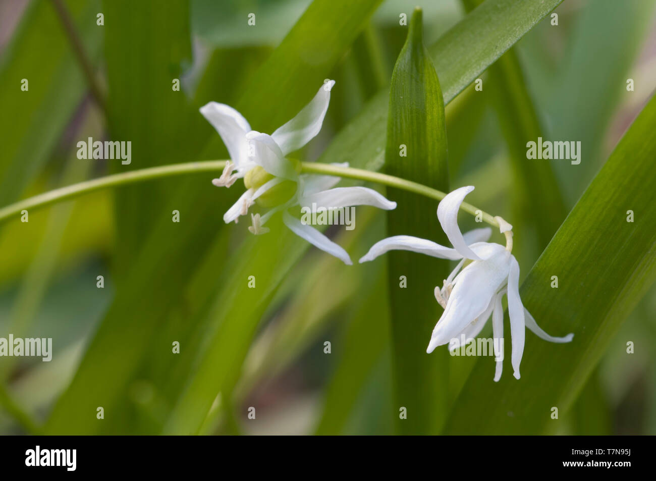 Sibirische Blausterne (Scilla siberica) Blumen, in der Nähe erschossen, lokalen Fokus Stockfoto