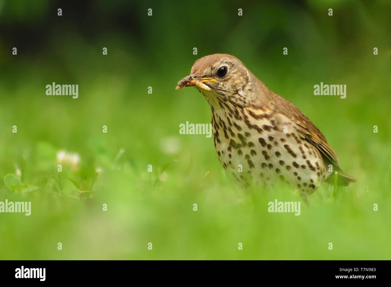 - Singdrossel Turdus philomelos Fütterung auf dem grünen Rasen Stockfoto