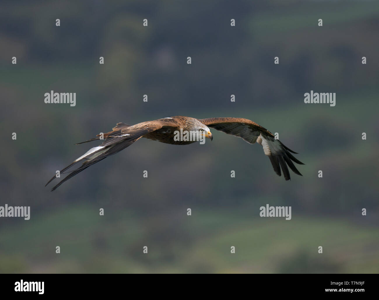 Rotmilan, Milvus milvus, im Flug, über moorlandschaften Haworth, West Yorkshire Stockfoto