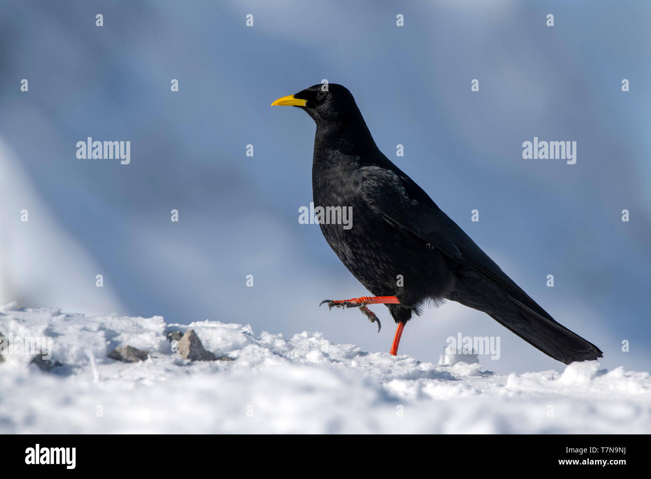 Yellow-billed Chough, Pfeifhasen (Ochotonidae) Manchmal gehen auf Schnee. Österreich Stockfoto