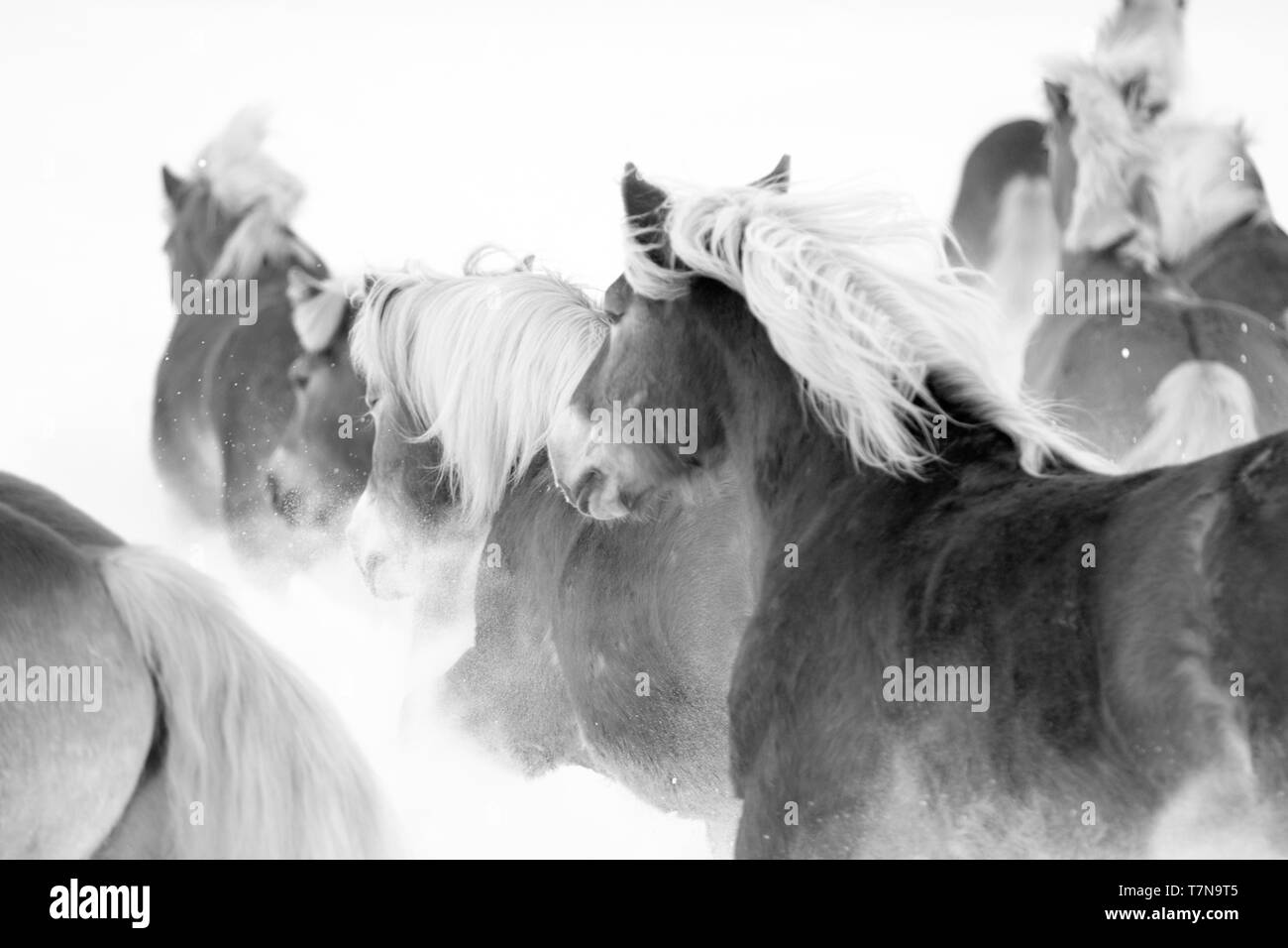 Haflinger. Herde galoppierenden im Schnee, schwarz-weiß. Österreich Stockfoto
