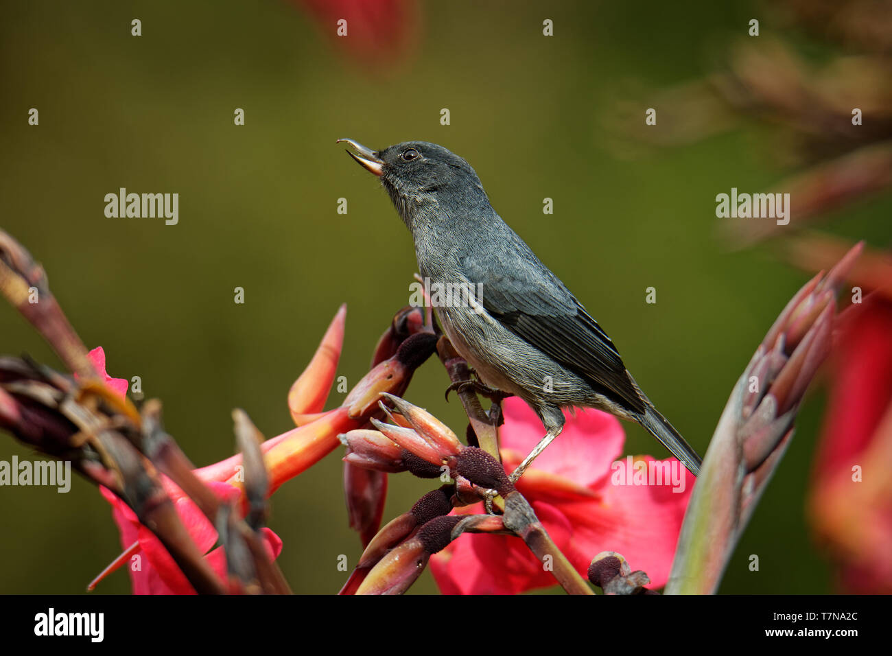 Slaty flowerpiercer - Diglossa plumbea Säugetierart endemisch im Hochland von Costa Rica und Panama, gemeinsame Vogel im Bergwald canop Stockfoto