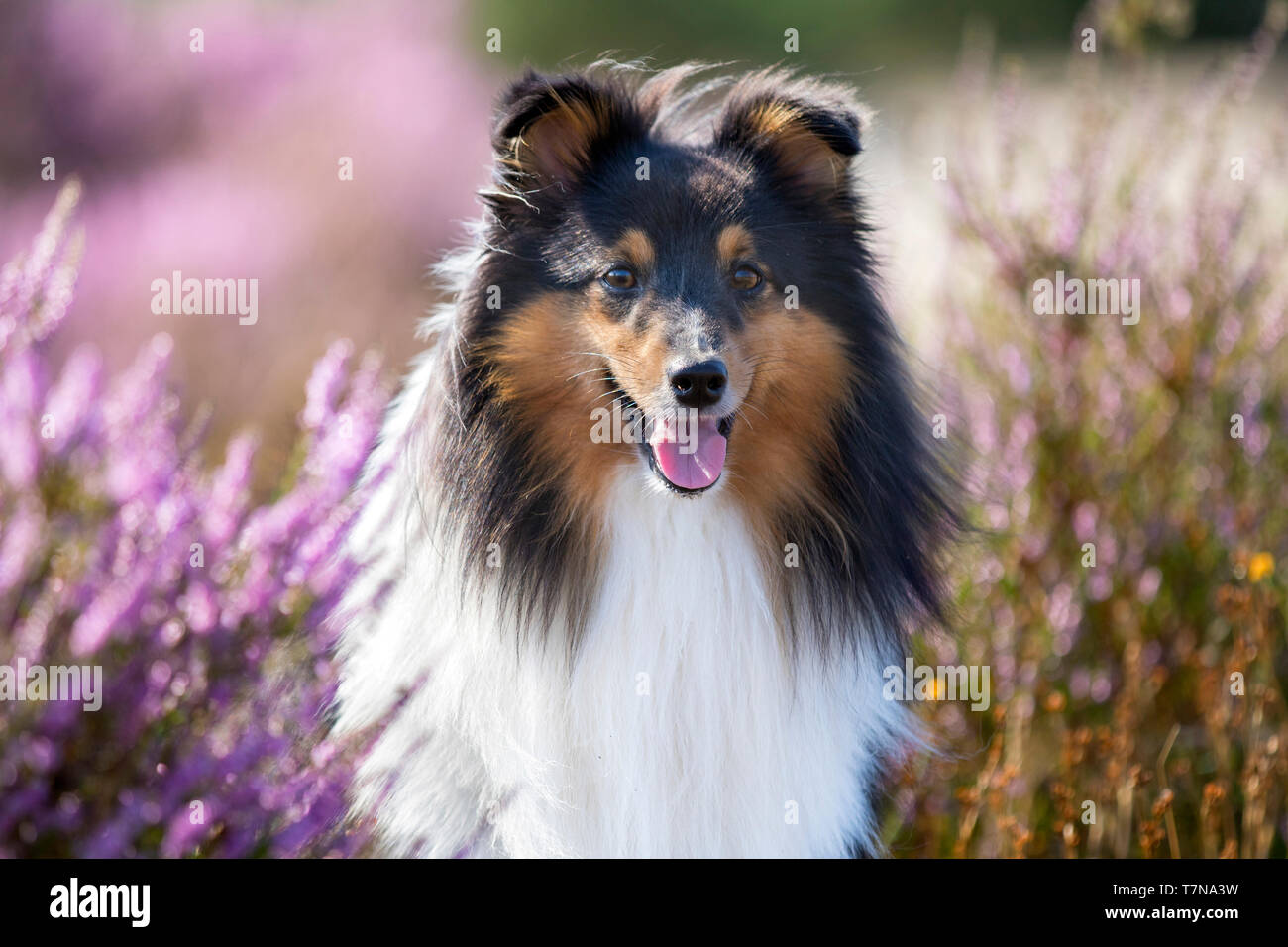 Shetland Sheepdog, Sheltie. Porträt des erwachsenen Hundes Stockfoto