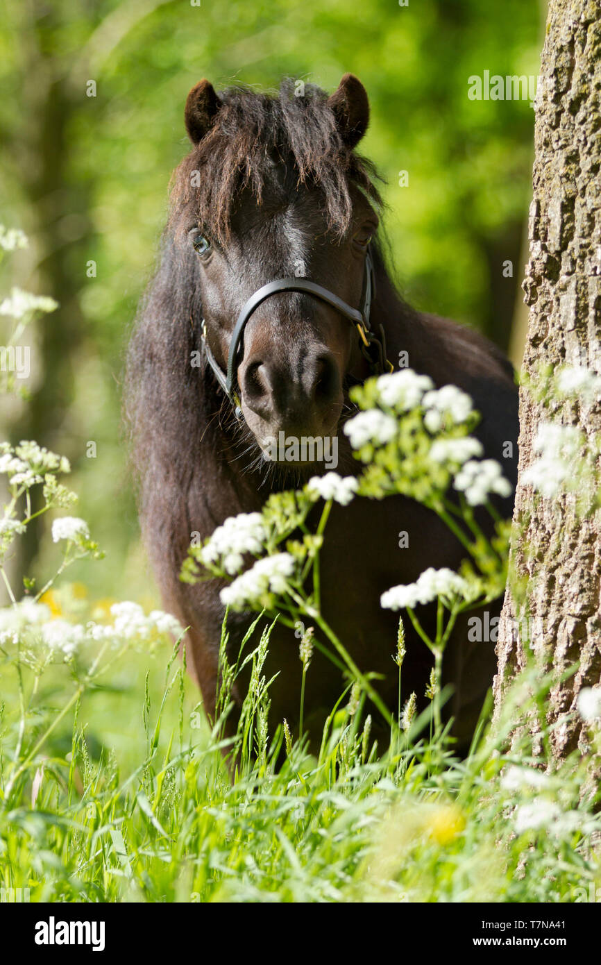 Erwachsenes Shetland Pony Stehend Stockfotos und bilder Kaufen Alamy