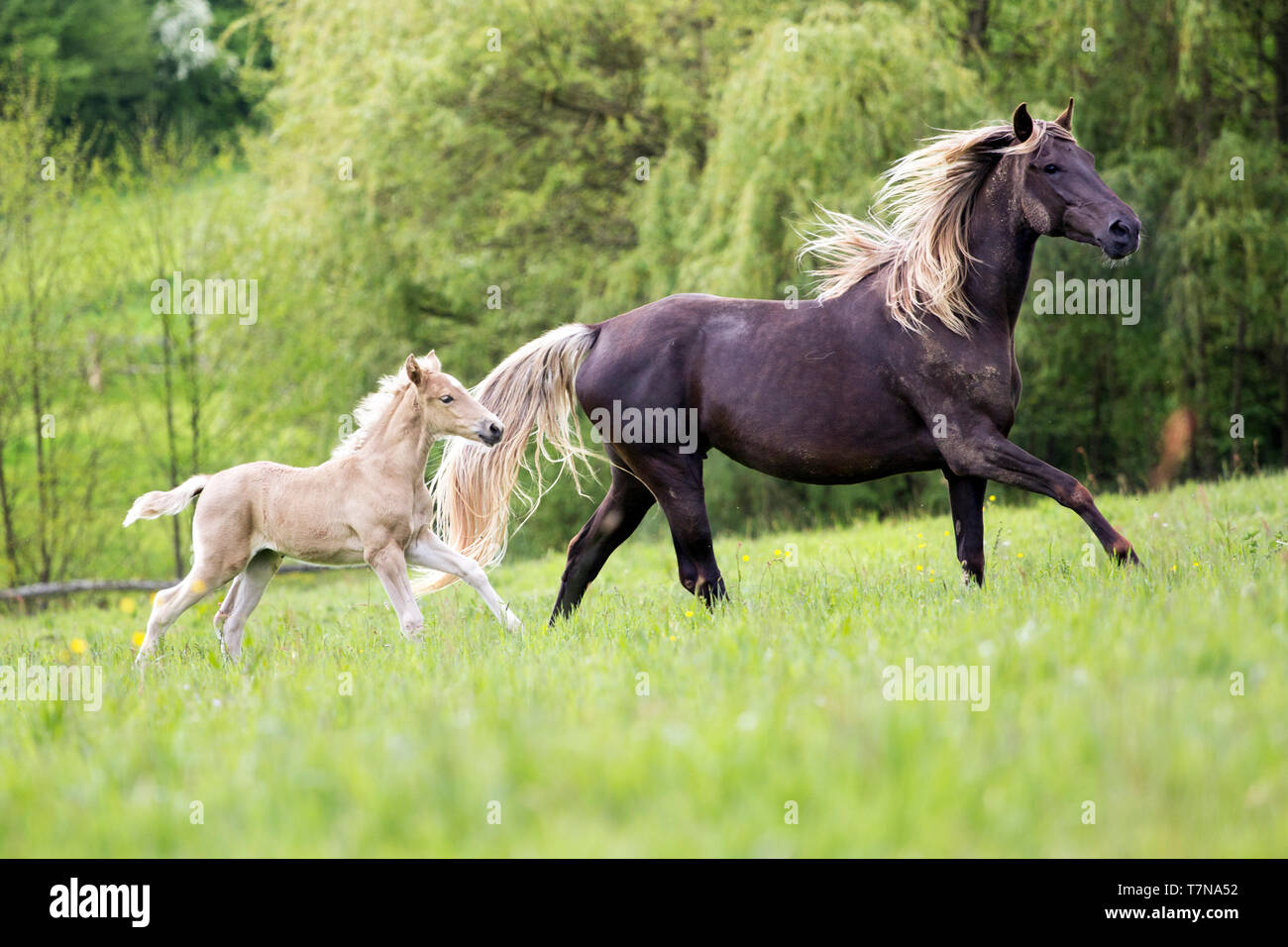 Silver dapple horse -Fotos und -Bildmaterial in hoher Auflösung – Alamy
