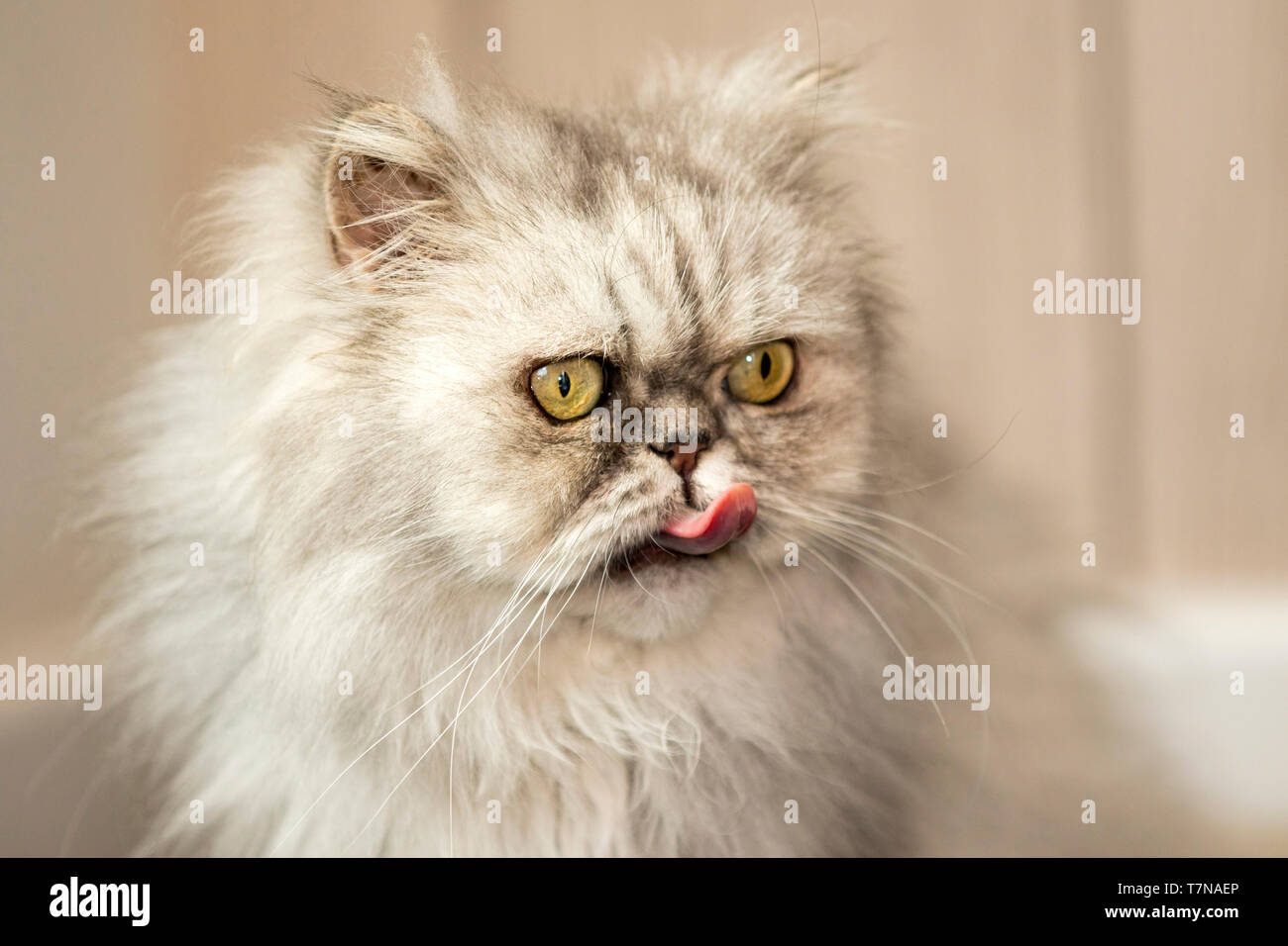 Persian Cat. Lustig alten Persischen Katze lecken Niederlande Stockfoto