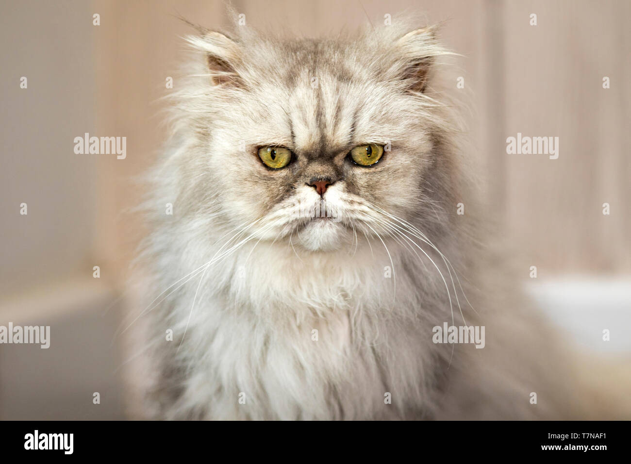 Persian Cat. Alten Persischen Katze in die Kamera. Niederlande Stockfoto