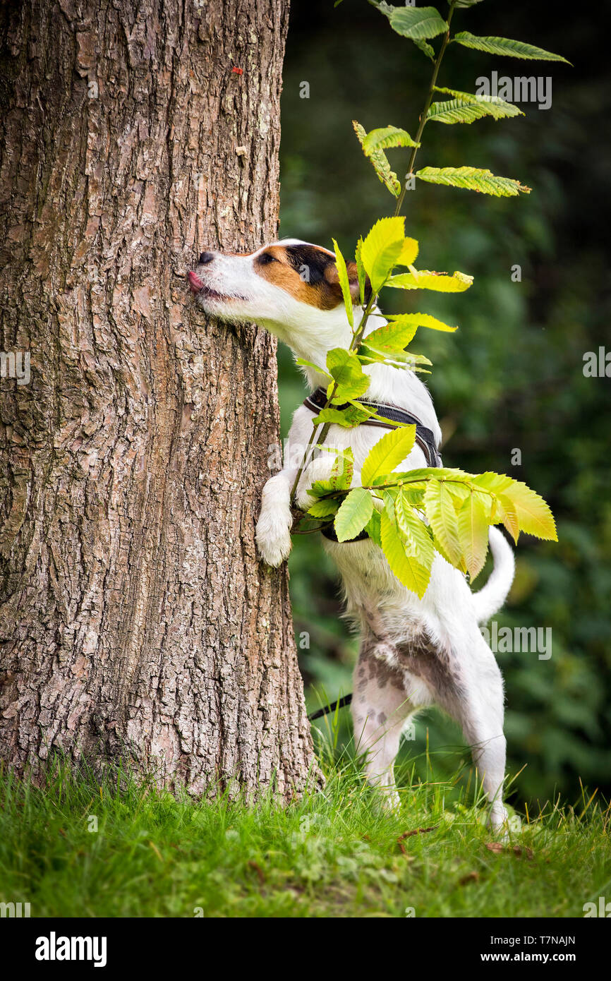 Jack Russell Terrier. Nach Durchführung der Nasenarbeit Übungen. Niederlande Stockfoto