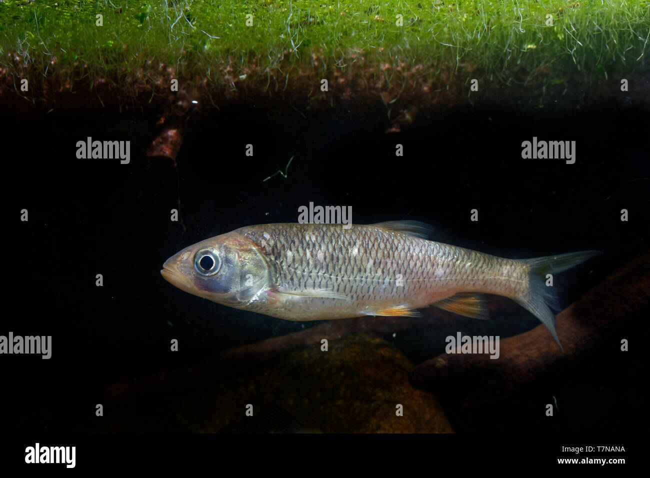Die europäische Chub (Squalius cephalus) im Wasser unter dem grünen Wasserpflanzen. Braun Fisch im Wasser mit dunklem Hintergrund. Stockfoto