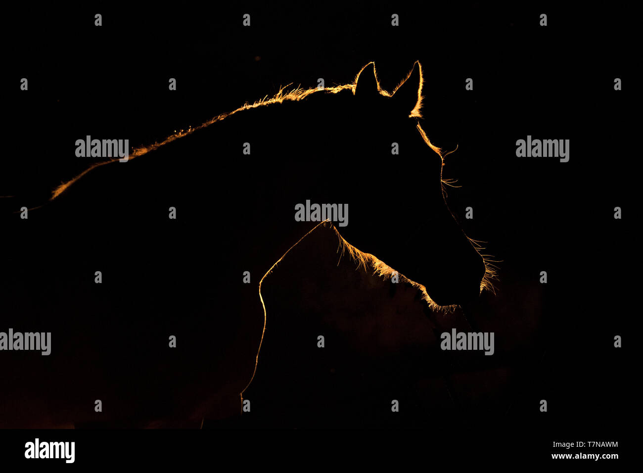 Bild von inländischen Pferd mit speziellen Lichteffekten. Niederlande Stockfoto