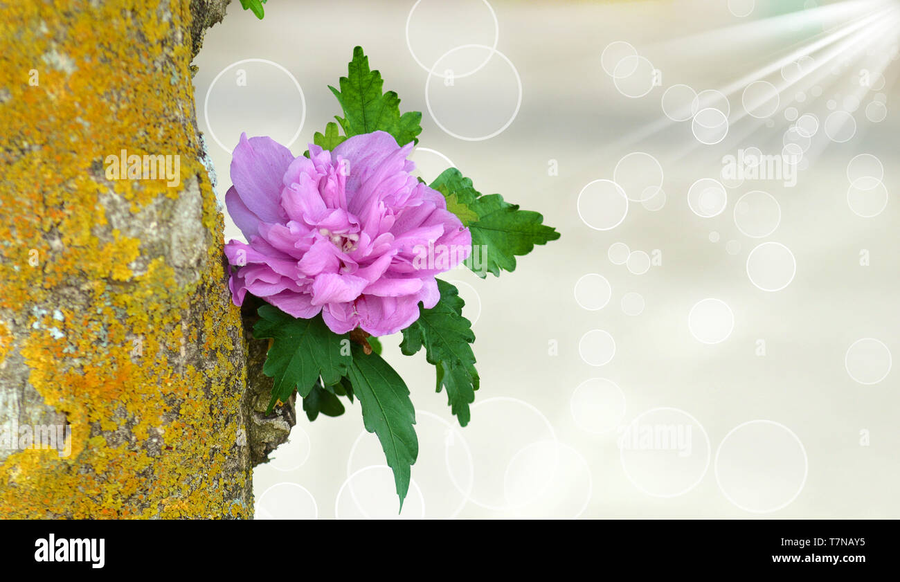 Hibiscus syriacus Lavendel, semi-idouble Blume Vielfalt, geprägt von einer romantischen Lavendel Farbe der Blütenblätter und die zentralen petaloids. Stockfoto
