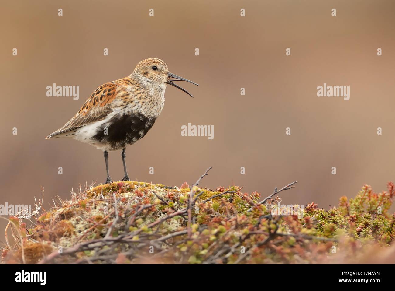 Alpenstrandläufer - calidris Alpina zirkumpolar Züchter in den arktischen und subarktischen Regionen, Rassen in Nordeuropa und Asien, Alaska und in die kanadische Arktis. Stockfoto