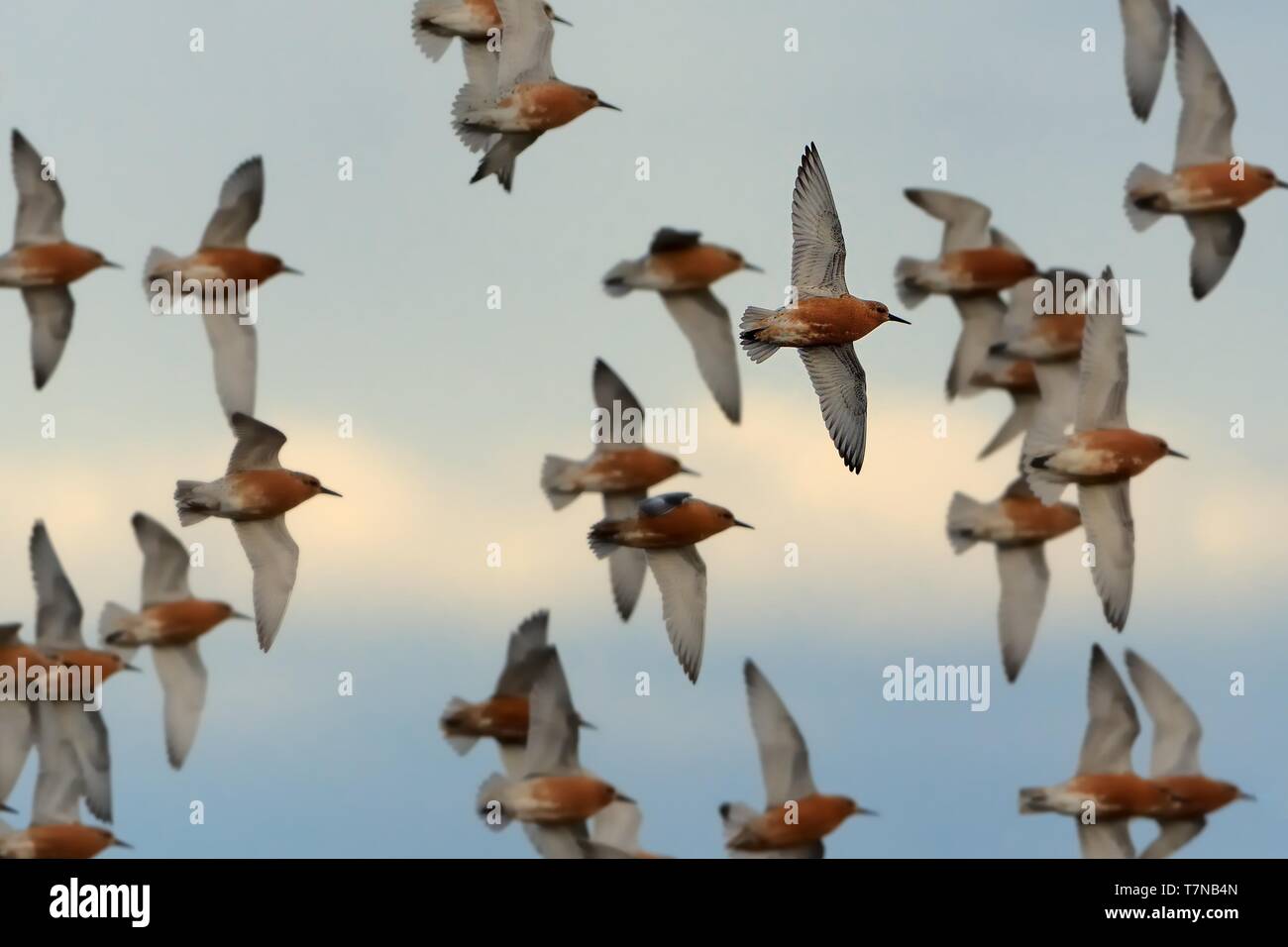 Rote Knoten - Calidris Canutus ist ein mittelständisches Shorebird die Rassen in der Tundra und der Arktischen Kordillere ganz im Norden von Kanada, Europa und Russi Stockfoto