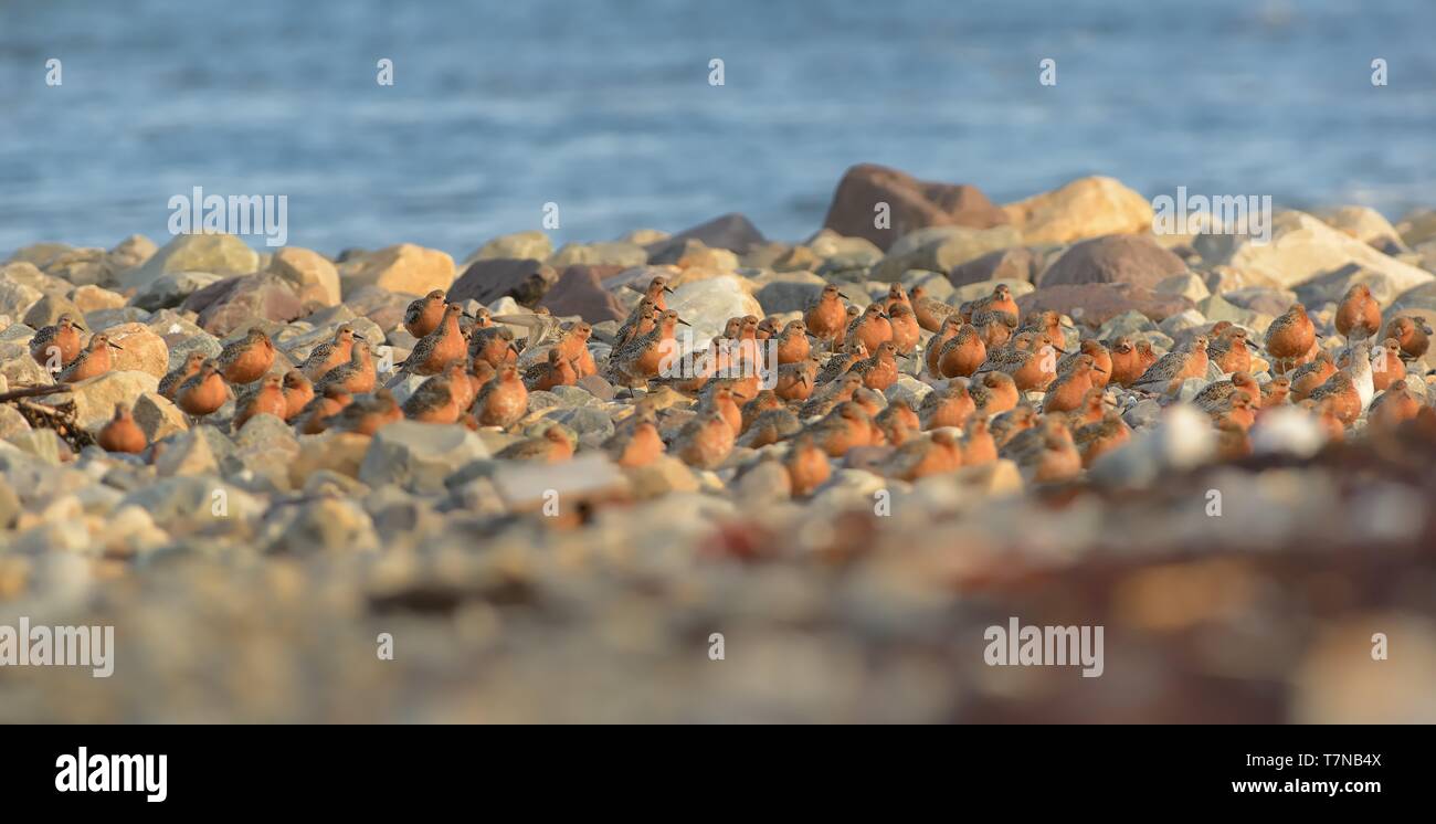 Die Herde der rote Knoten sitzen auf dem Bech im Norden von Norwegen. Stockfoto