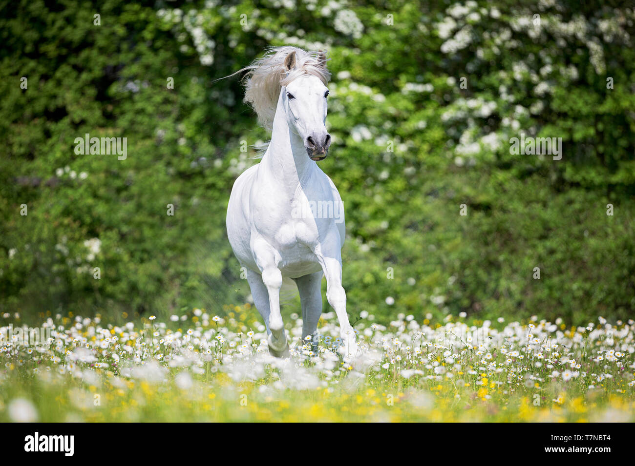 Reine Spanische Pferd, PRE, Cartusian Andalusischen Pferdes. Graue Hengst Galopp auf einer Weide. Schweiz Stockfoto