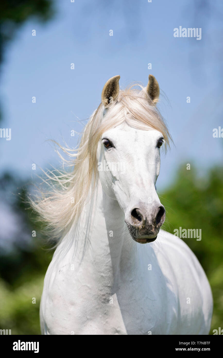 Reine Spanische Pferd, PRE, Cartusian Andalusischen Pferdes. Portrait von schimmelhengst. Schweiz Stockfoto
