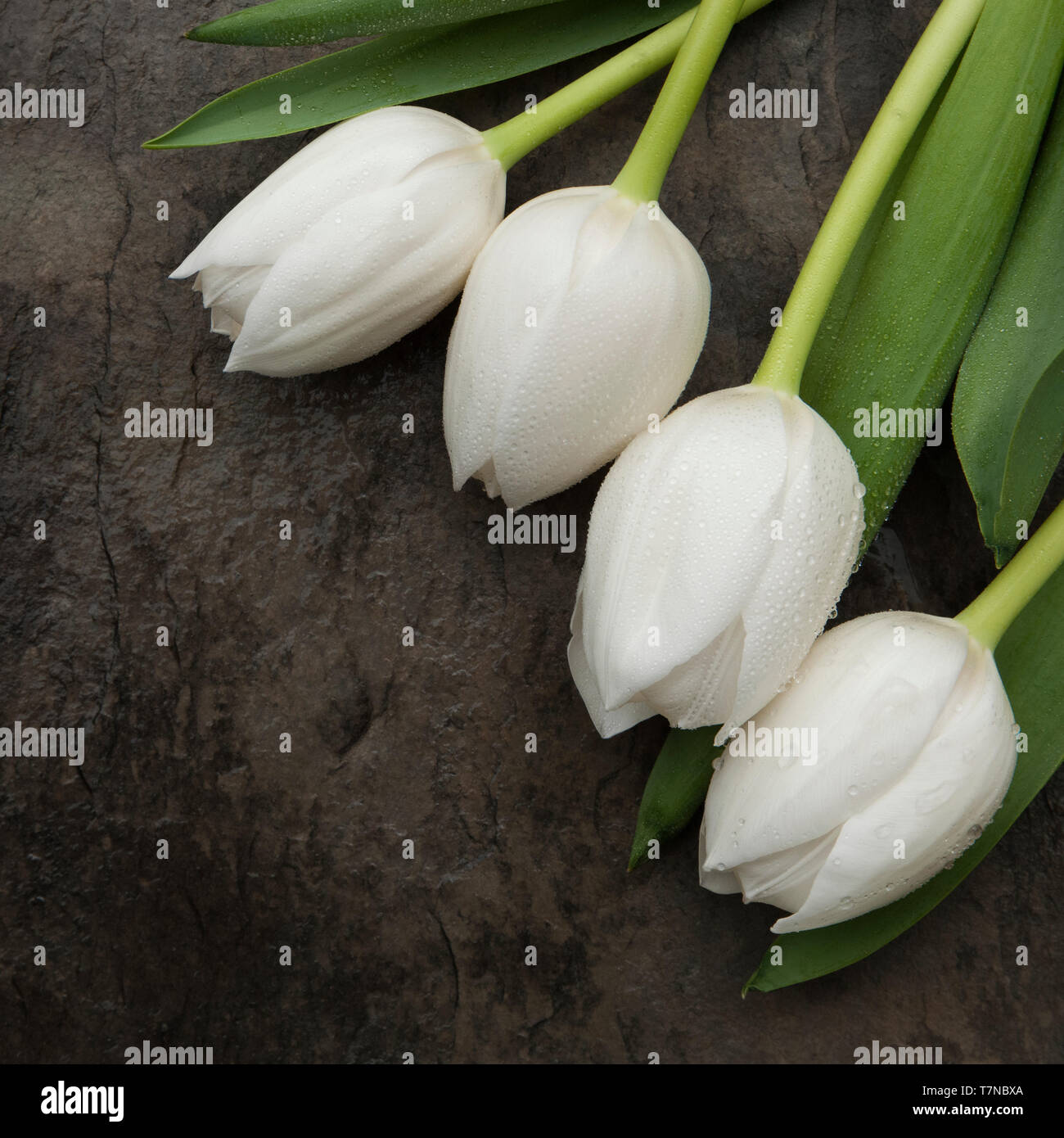 Vier Weiße Tulpen auf Schiefer grau Stockfoto