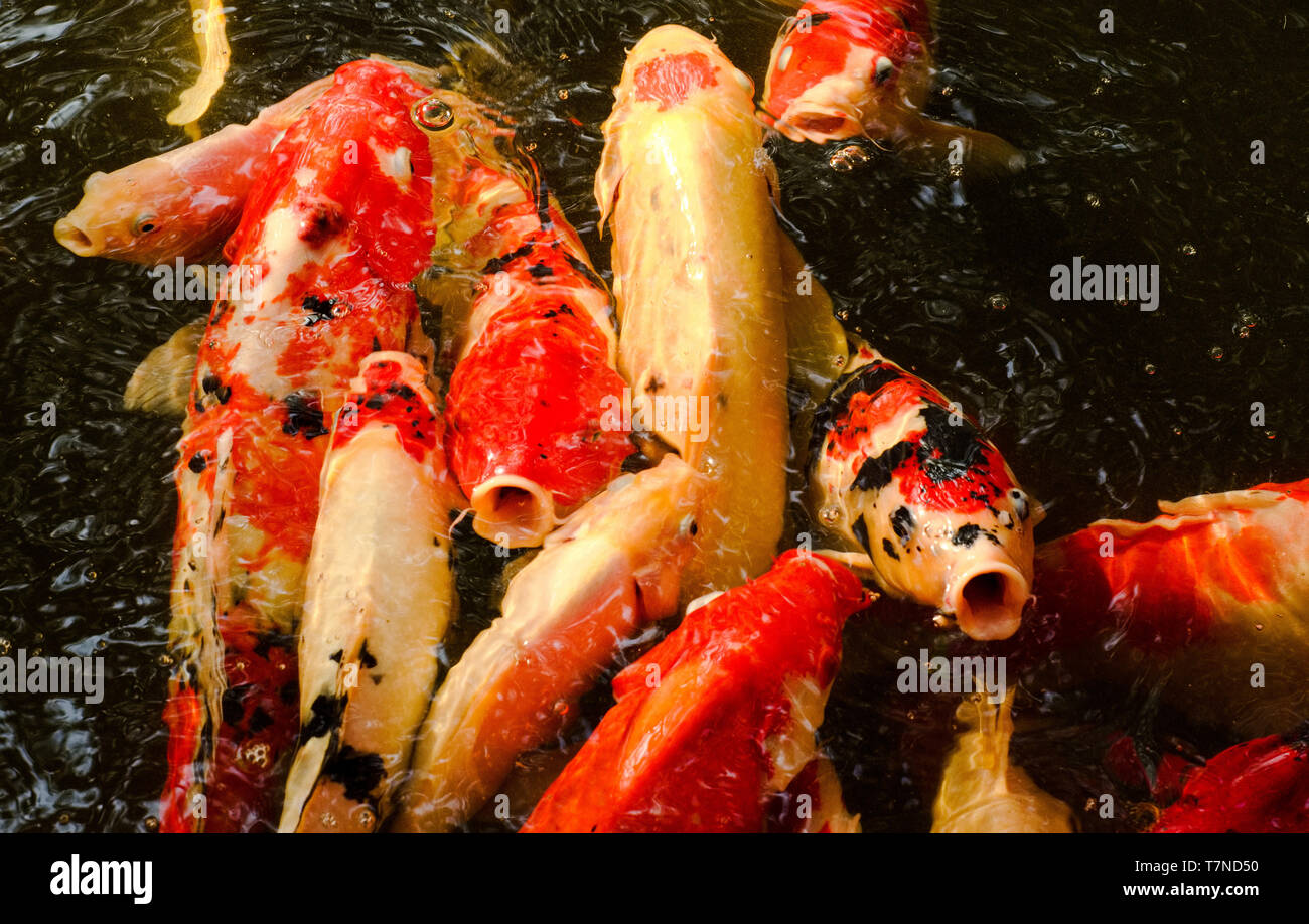 Koi bedeutet karpfen Fotos und Bildmaterial in hoher Auflösung Alamy