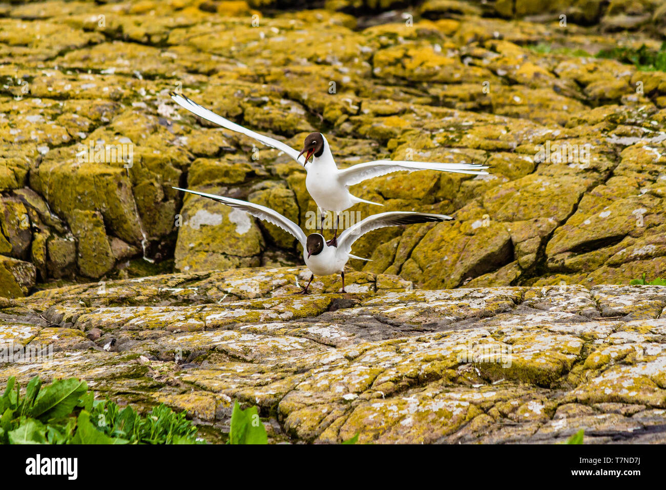 Black-headed Möwen während der Brutzeit auf die Farne Islands, Northumberland, Großbritannien. Mai 2018. Stockfoto