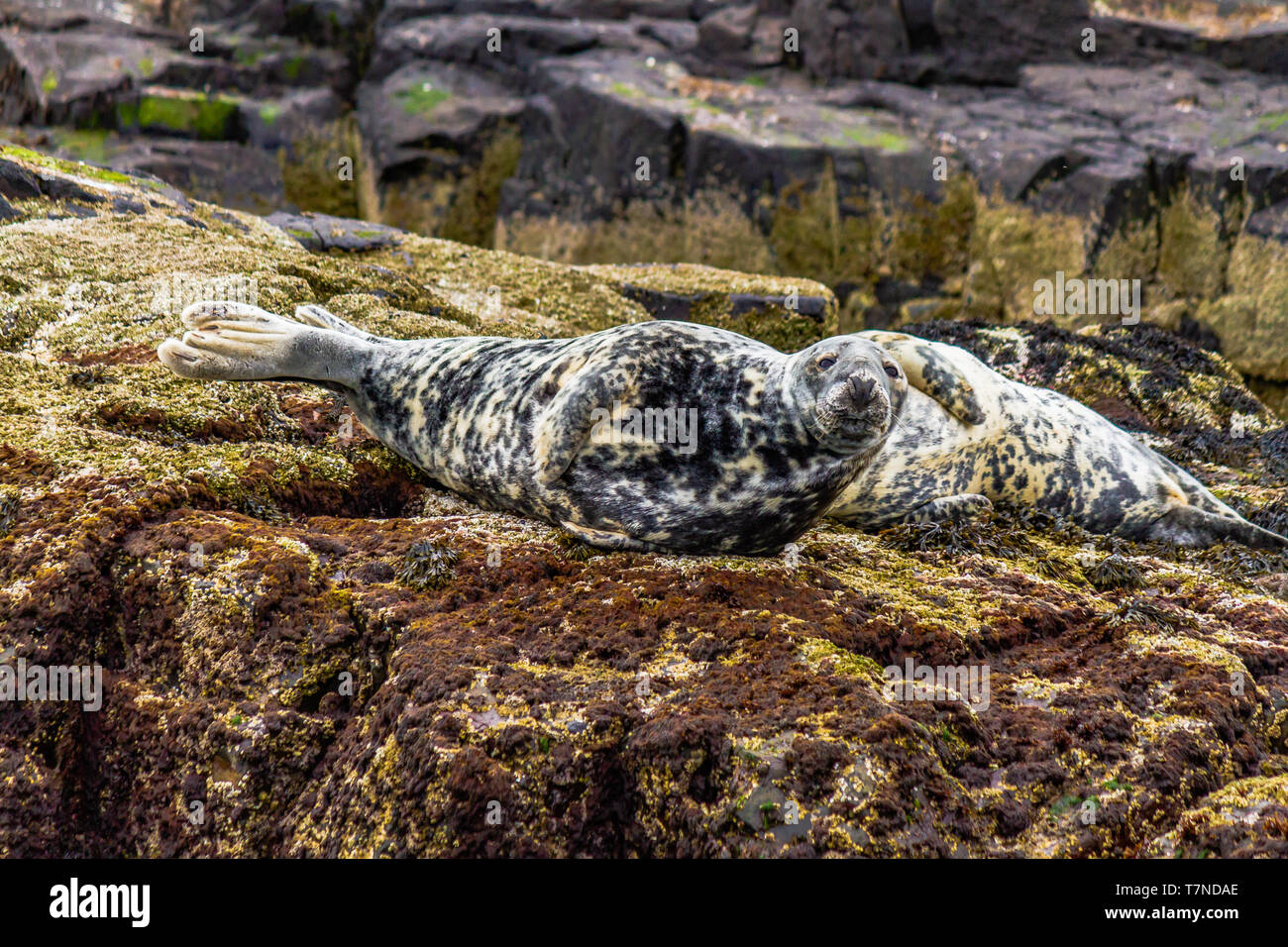 Kolonie von Kegelrobben zu Hause auf die Farne Islands, Northumberland, Großbritannien. Mai 2018. Stockfoto