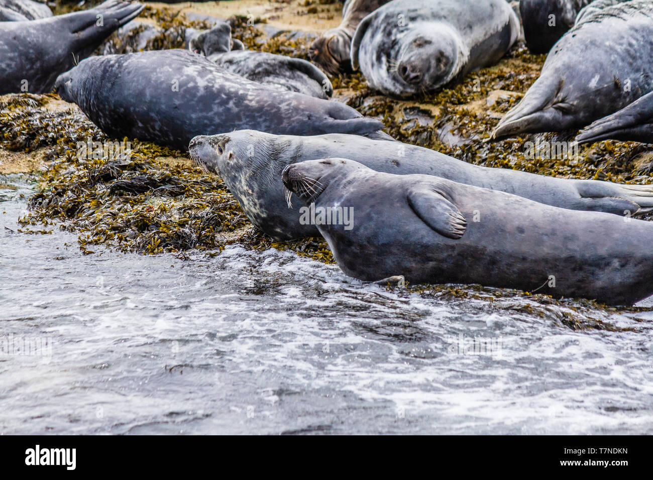 Kolonie von Kegelrobben zu Hause auf die Farne Islands, Northumberland, Großbritannien. Mai 2018. Stockfoto