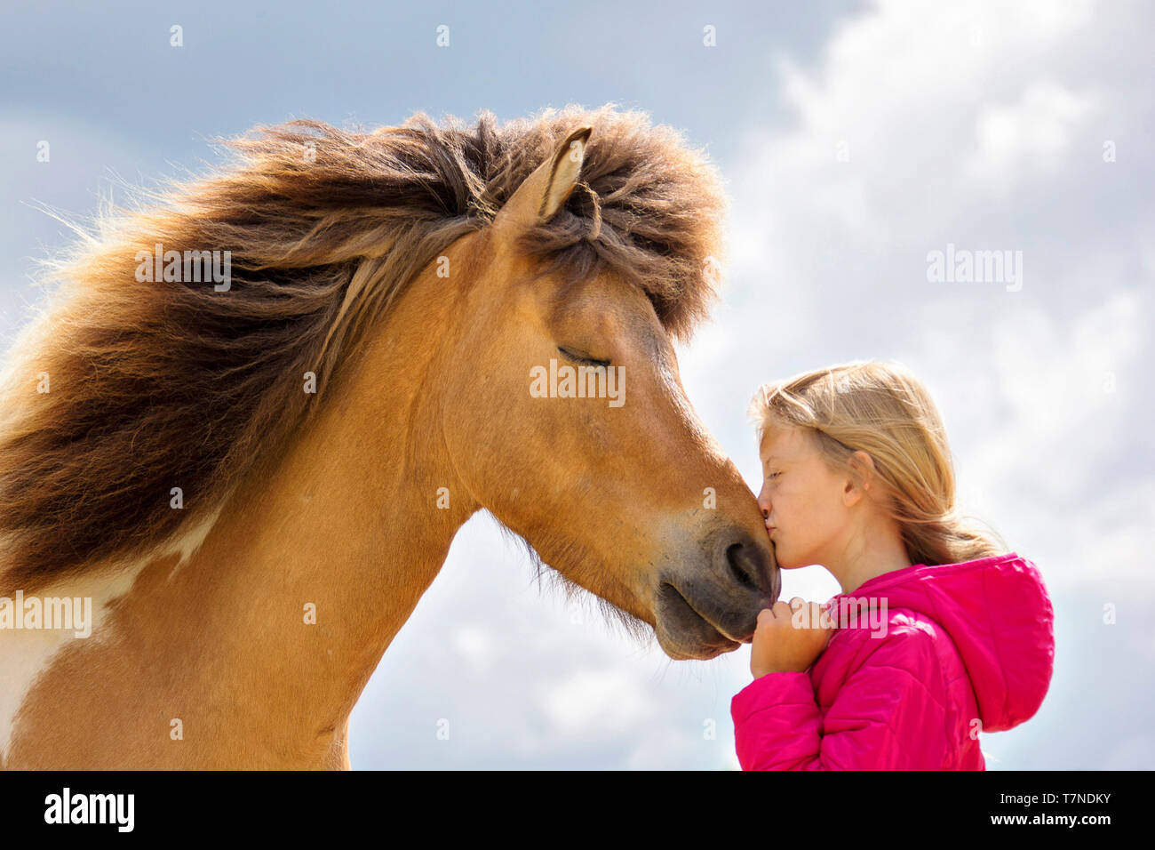 Islandpferd. Mädchen schmusen mit einem Pinto Wallach. Österreich Stockfoto