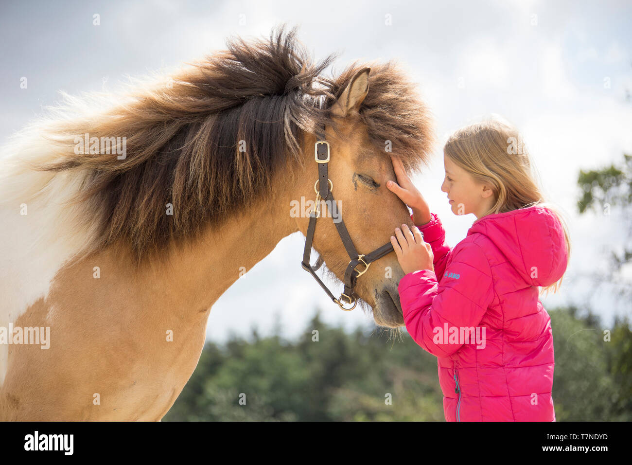 Islandpferd. Mädchen schmusen mit einem Pinto Wallach. Österreich Stockfoto