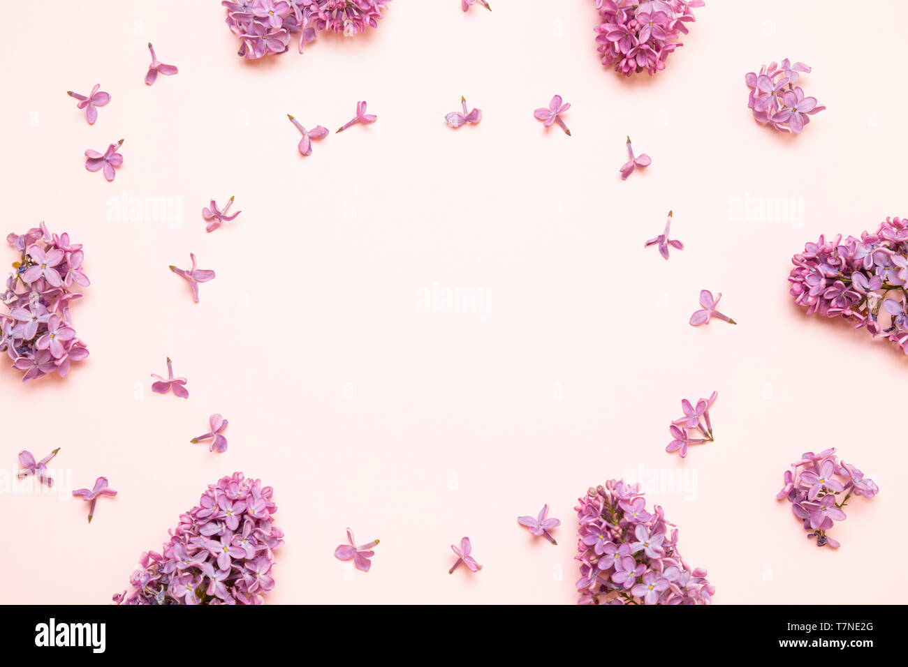 Frisches lila Blumen frame Zusammensetzung auf rosa Hintergrund. Stockfoto