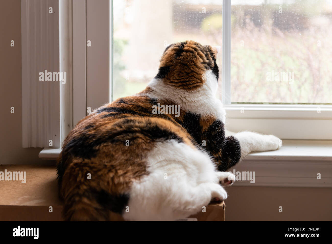 Calico Katze liegend durch Fensterbänke im Haus Zimmer mit Blick durch das Fenster auf Karton Stockfoto