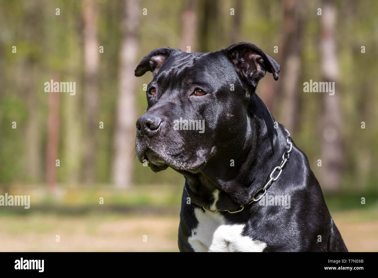 Amstaff kopf -Fotos und -Bildmaterial in hoher Auflösung – Alamy