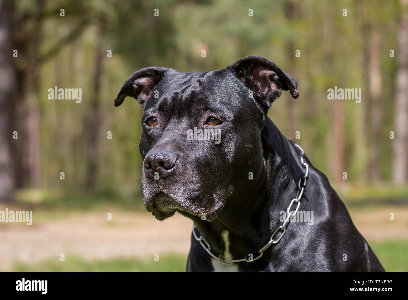 Schwarz American Staffordshire Terrier Rüde Stockfoto